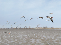 Common Shelducks and Pied Avocets are flying in the sky at a coastal wetland in Lianyungang, China, on March 6, 2024. (