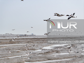 Common Shelducks and Pied Avocets are flying in the sky at a coastal wetland in Lianyungang, China, on March 6, 2024. (
