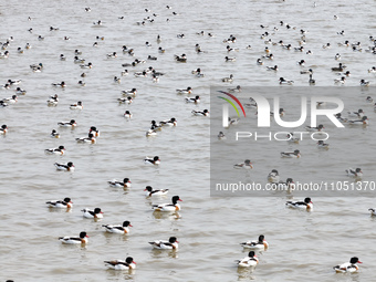 Common Shelducks and Pied Avocets are swimming for food at a coastal wetland in Lianyungang, China, on March 6, 2024. (