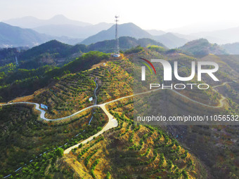 Chinese torreya trees, planted on what was once a barren mountain, are being seen in Anqing, China, on March 8, 2024. (