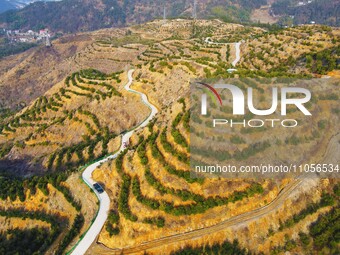 Chinese torreya trees, planted on what was once a barren mountain, are being seen in Anqing, China, on March 8, 2024. (