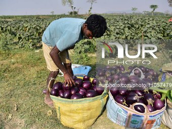A farmer is harvesting brinjal in a field in Nagaon District, Assam, India, on March 8, 2024. (