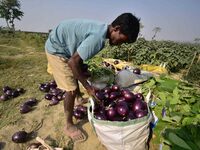 A farmer is harvesting brinjal in a field in Nagaon District, Assam, India, on March 8, 2024. (