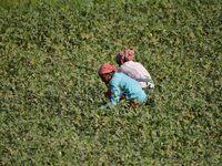 Women are working in their okra field in Nagaon District, Assam, India, on March 8, 2024. (