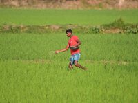 A farmer is spraying fertilizers in a paddy field in Nagaon District, Assam, India, on March 8, 2024. (