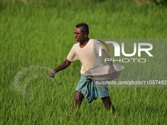 A farmer is spraying fertilizers in a paddy field in Nagaon District, Assam, India, on March 8, 2024. (