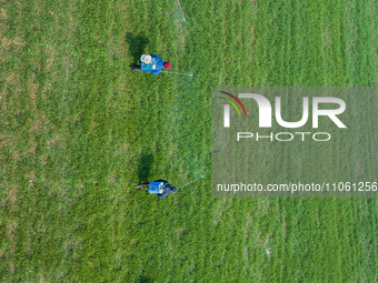 Farmers are spraying herbicides on wheat in Suqian, Jiangsu Province, China, on March 9, 2024. (