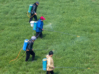 Farmers are spraying herbicides on wheat in Suqian, Jiangsu Province, China, on March 9, 2024. (