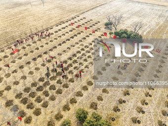 Volunteers are taking part in a tree planting activity in Lianyungang, China, on March 11, 2024. (