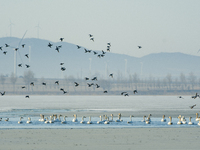 A large number of northbound migratory birds are being seen at the Wolong Lake Ecological Zone in Shenyang, Liaoning Province, China, on Mar...