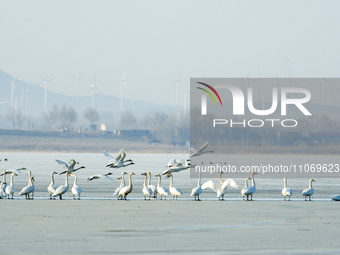 A large number of northbound migratory birds are being seen at the Wolong Lake Ecological Zone in Shenyang, Liaoning Province, China, on Mar...