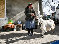 An elderly woman and a goat are seen in the yard in Huliaipole, Zaporizhzhia Region, Ukraine, on March 7, 2024. NO USE RUSSIA. NO USE BELARU...
