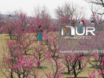 Tourists are relaxing in a plum garden in Xi'an, Shaanxi Province, China, on March 13, 2024. (