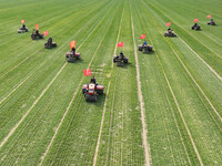 Farmers are driving machines to suppress wheat seedlings in a field in Zouping, China, on March 13, 2024. (
