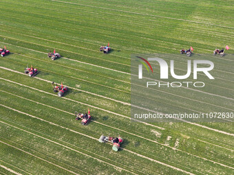 Farmers are driving machines to suppress wheat seedlings in a field in Zouping, China, on March 13, 2024. (