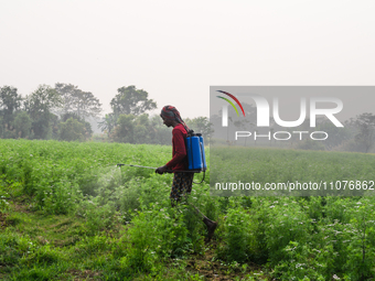 A farmer is spraying coriander plants (Coriandrum sativum) with pesticides to protect them from insects in the afternoon at Kaliganj, West B...