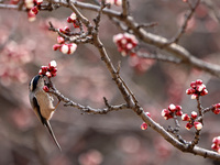 A bird is foraging among the branches of apricot flowers at Donghu Park in Zaozhuang, China, on March 16, 2024. (