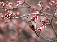 A bird is foraging among the branches of apricot flowers at Donghu Park in Zaozhuang, China, on March 16, 2024. (