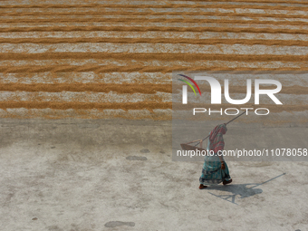 A woman is walking past grains of rice that are being dried in the sun in a village 60 kilometers from Kolkata, India, on March 16, 2024. (