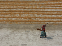 A woman is walking past grains of rice that are being dried in the sun in a village 60 kilometers from Kolkata, India, on March 16, 2024. (