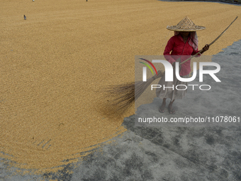 Harvesters are drying rice grains in the sun at a rice mill 60 kilometers outside Kolkata, India, on March 16, 2024. (