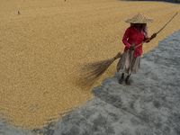 Harvesters are drying rice grains in the sun at a rice mill 60 kilometers outside Kolkata, India, on March 16, 2024. (