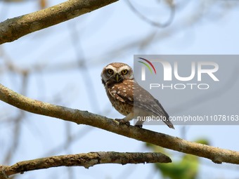 An Asian barred owlet is resting on a tree in Nagaon district, Assam, India, on March 16, 2024. (