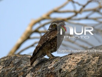 An Asian barred owlet is resting on a tree in Nagaon district, Assam, India, on March 16, 2024. (