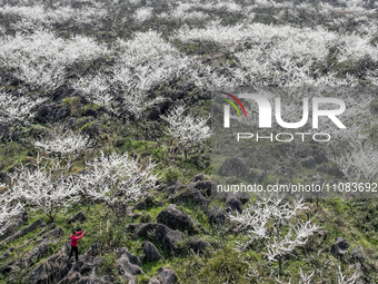 Fruit trees are blooming on the land that has been treated for rocky desertification near Tianchi Lake in Huaying, China, on March 16, 2024....