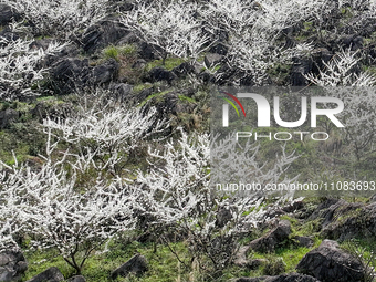 Fruit trees are blooming on the land that has been treated for rocky desertification near Tianchi Lake in Huaying, China, on March 16, 2024....