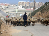 A shepherd is herding sheep along the coastal highway in the Nuseirat refugee camp in the central Gaza Strip on March 18, 2024, amid the ong...