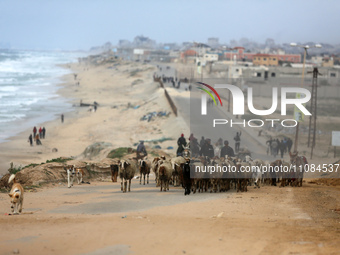 A shepherd is herding sheep along the coastal highway in the Nuseirat refugee camp in the central Gaza Strip on March 18, 2024, amid the ong...