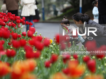 Tourists are playing among blooming tulips at Nanling Botanical Garden in Chenzhou, China, on March 16, 2024. (