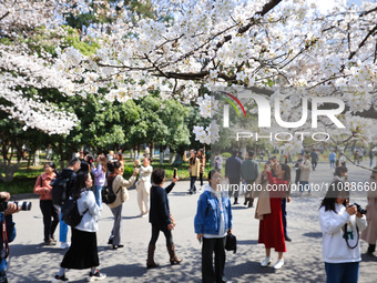 People are viewing cherry blossoms at Nanjing Forestry University in Nanjing, China, on March 21, 2024. (