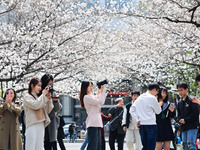 People are viewing cherry blossoms at Nanjing Forestry University in Nanjing, China, on March 21, 2024. (