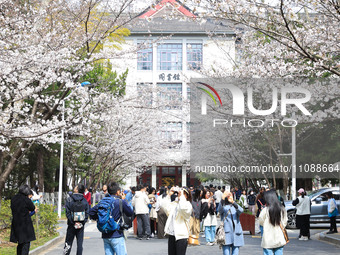 People are taking photos of cherry blossoms at Nanjing Forestry University in Nanjing, China, on March 21, 2024. (