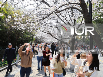 Tourists are enjoying the blooming cherry blossoms on Jimingsi Road in Nanjing, China, on March 22, 2024. (