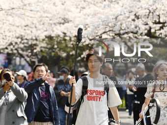 Tourists are viewing cherry blossoms in full bloom on the campus of Nanjing Forestry University in Nanjing, China, on March 22, 2024. (