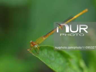 A damselfly is sitting on a leaf in a garden in Nagaon district, Assam, India, on March 24, 2024. (