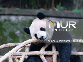 A giant panda is resting at Chongqing Zoo in Chongqing, China, on March 24, 2024. (
