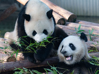 Giant pandas are eating bamboo at Chongqing Zoo in Chongqing, China, on March 24, 2024. (