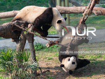 Giant pandas are playing at Chongqing Zoo in Chongqing, China, on March 24, 2024. (