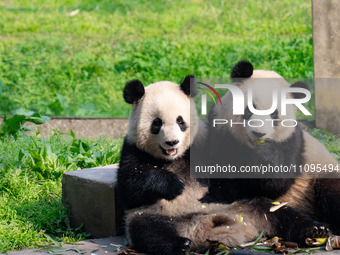 Giant pandas are playing at Chongqing Zoo in Chongqing, China, on March 24, 2024. (