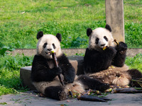 Giant pandas are eating at Chongqing Zoo in Chongqing, China, on March 24, 2024. (