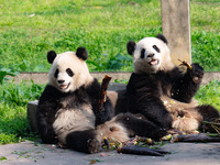 Giant pandas are eating at Chongqing Zoo in Chongqing, China, on March 24, 2024. (