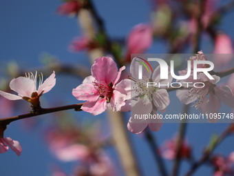 Almond blossoms are blooming in the garden in the Mendhar area of Poonch, Jammu and Kashmir, India, on March 24, 2024. (