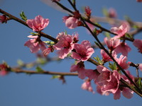 Almond blossoms are blooming in the garden in the Mendhar area of Poonch, Jammu and Kashmir, India, on March 24, 2024. (