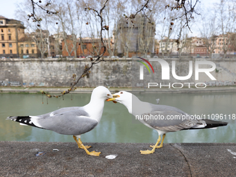 Seagulls are seen in Rome, Italy on March 24, 2024. (