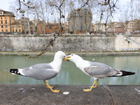 Seagulls are seen in Rome, Italy on March 24, 2024. (