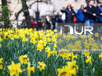 Jonquil flowers blooming in planty park in Krakow, Poland on March 24, 2024. (